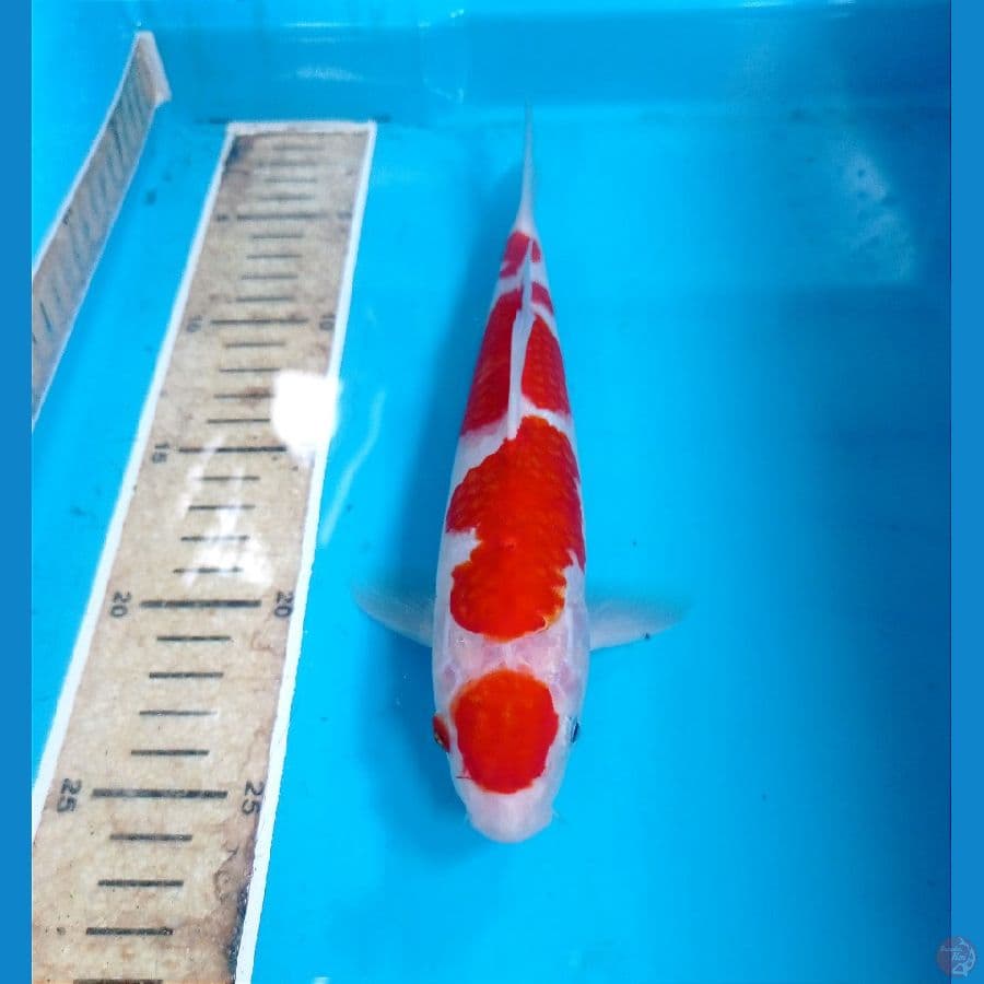 maruten 23 cm