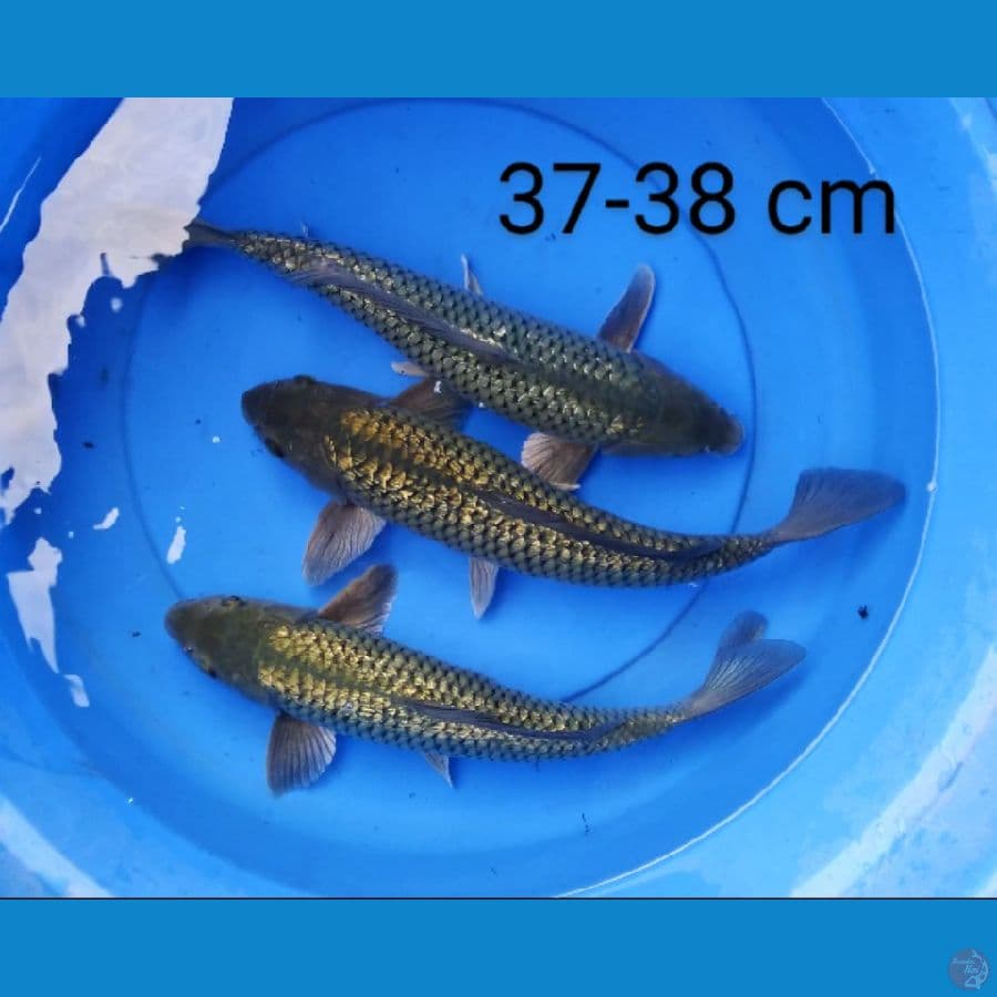 sotagoi punuk male jumbo 37-38