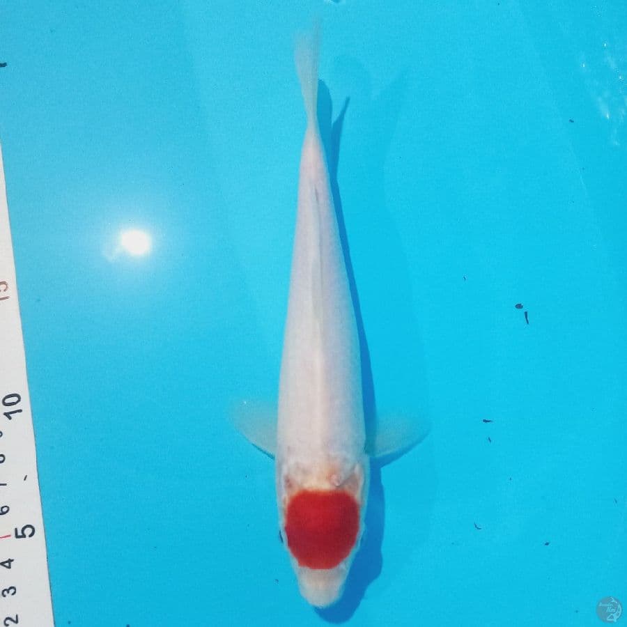 TANCHO KOHAKU//24 cm