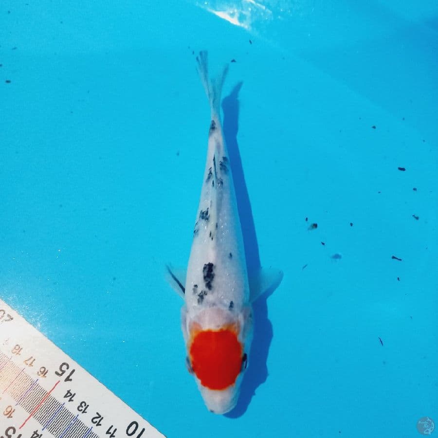 TANCHO SANKE//23CM