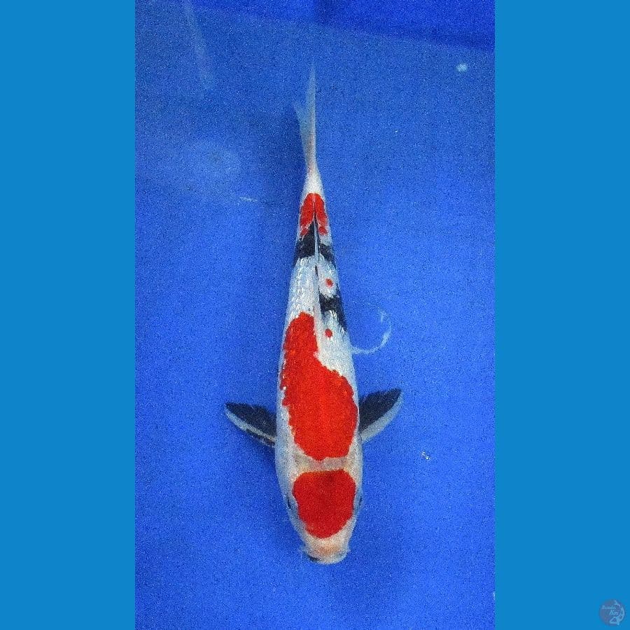 showa ginrin ±25cm male