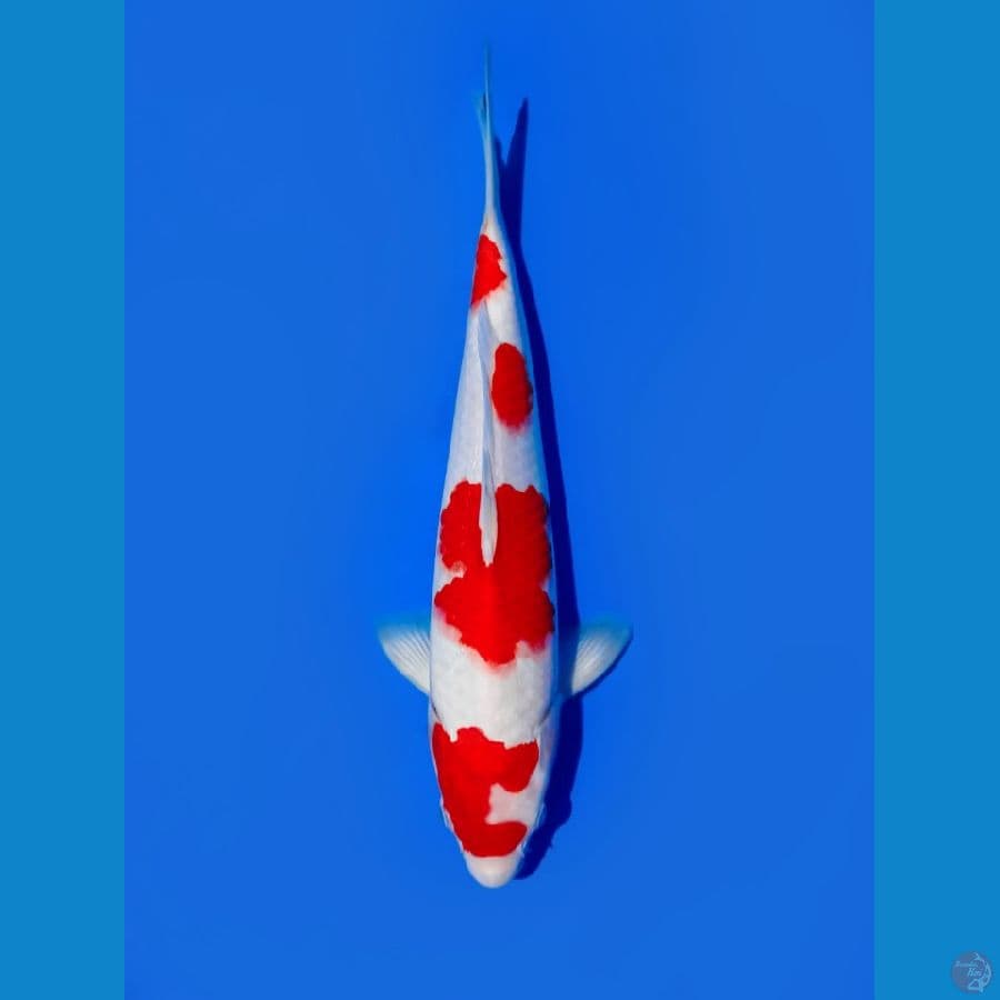 kohaku inisal C 32cm