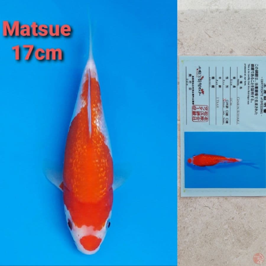 MATSUE KOHAKU GINRIN 17CM SERTI