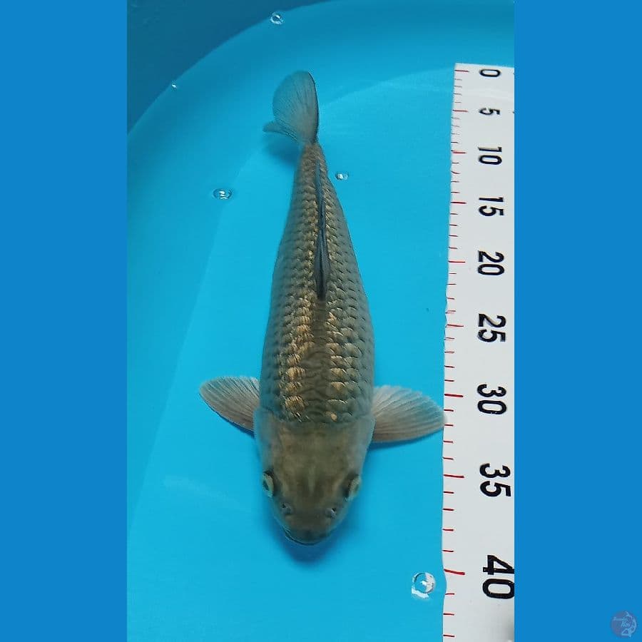 Soragoi Gindrin Bulky Baby Face Male 33cm™
