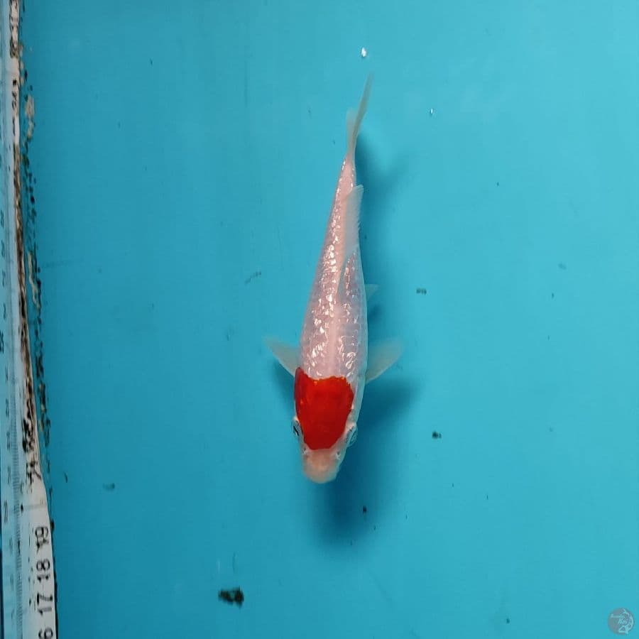 original tancho gin rin 15 cm