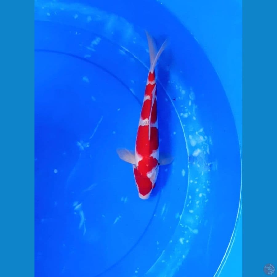Kohaku red strong 27cm