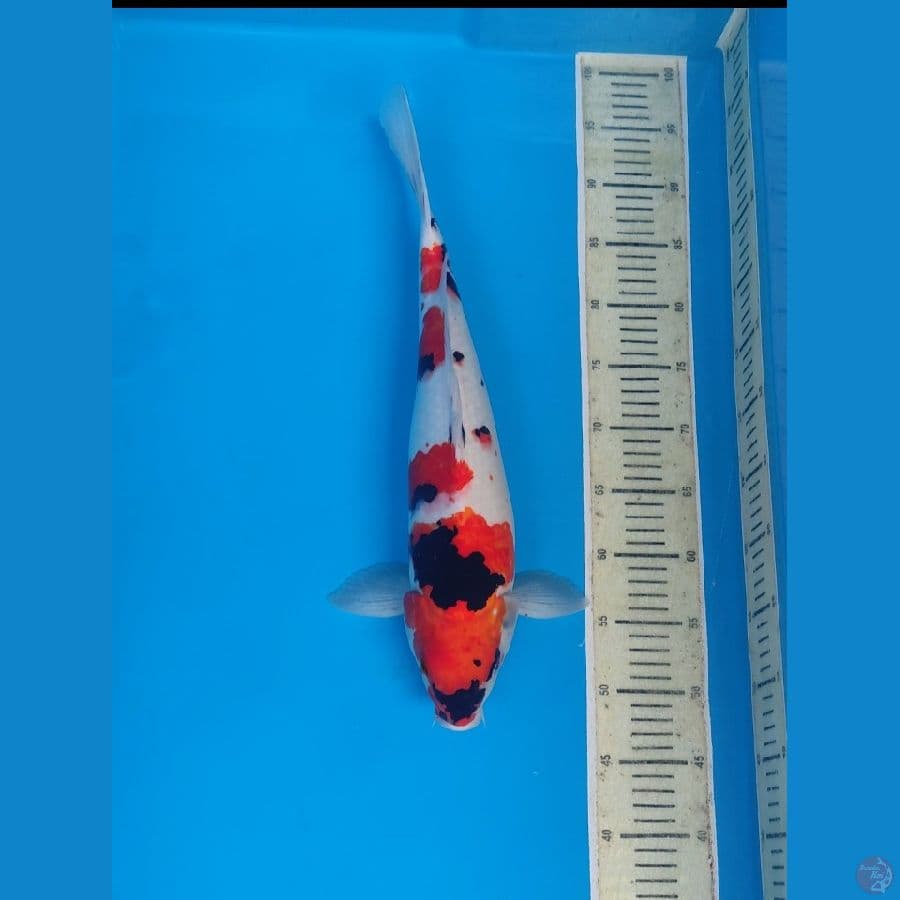 Showa 47cm
