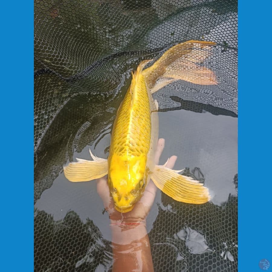 kumpay mukasi gold 40 Bu