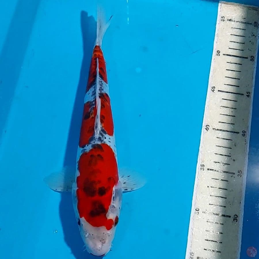 KUJAKU DOITSU 30 CM