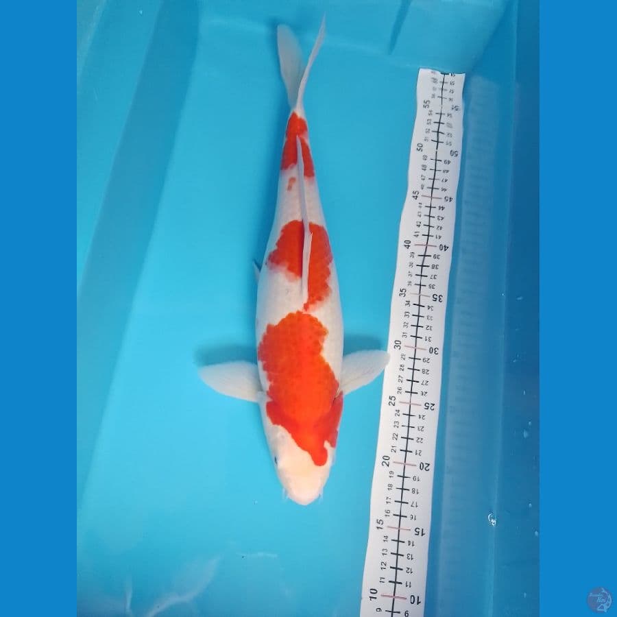 kohaku F 41
