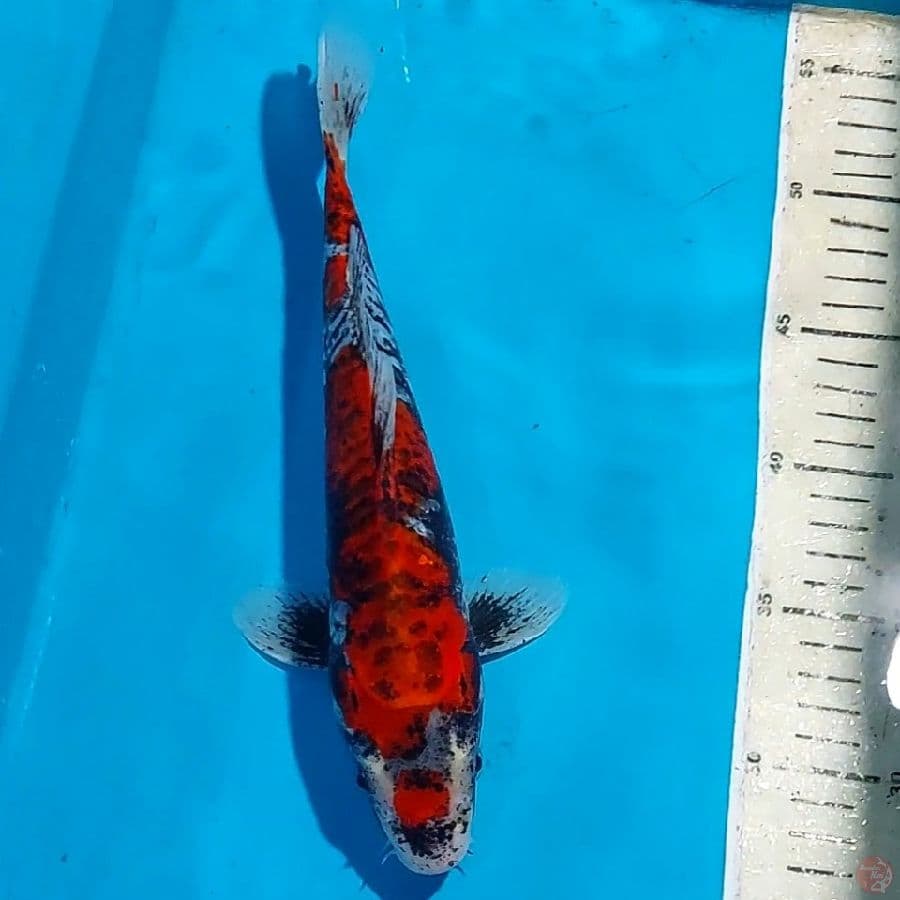 SPECIAL BENI GINGGA 29 CM