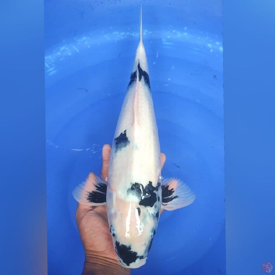 SHIRO 46CM