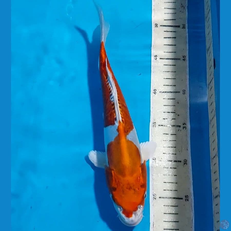 KIKOKURYU 30 CM