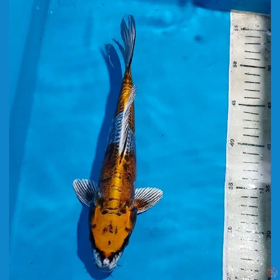 KIKOKURYU 27 CM