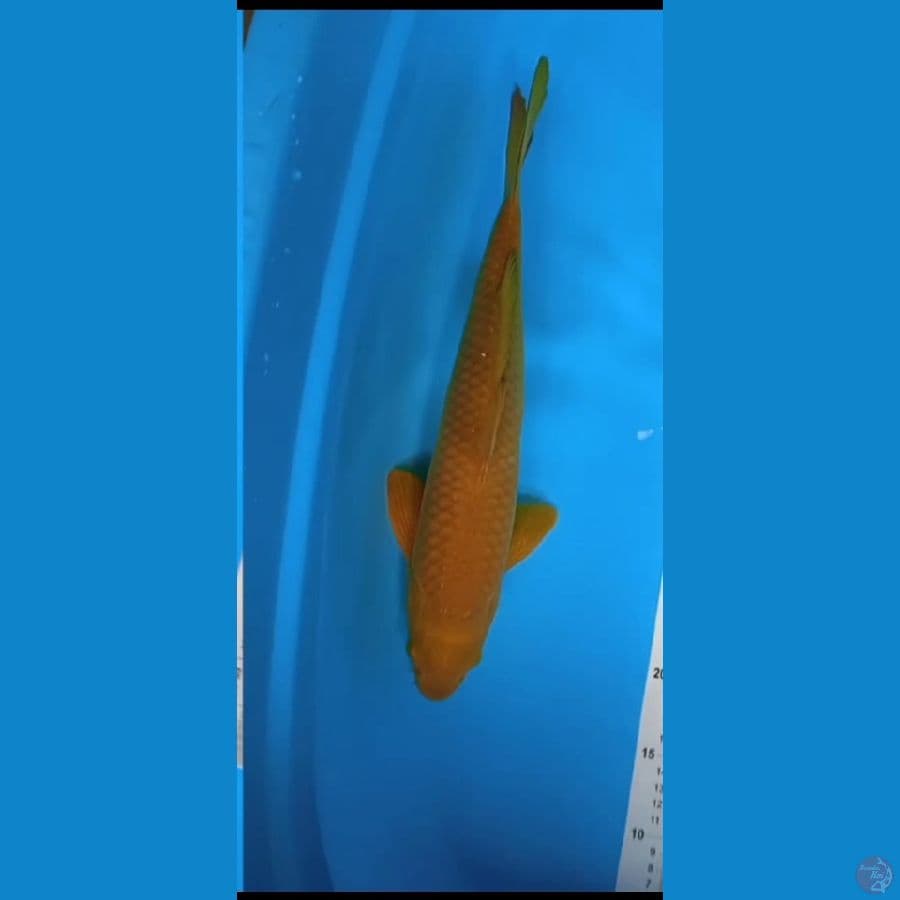 chagoi tembaga size : 43 cm jantan