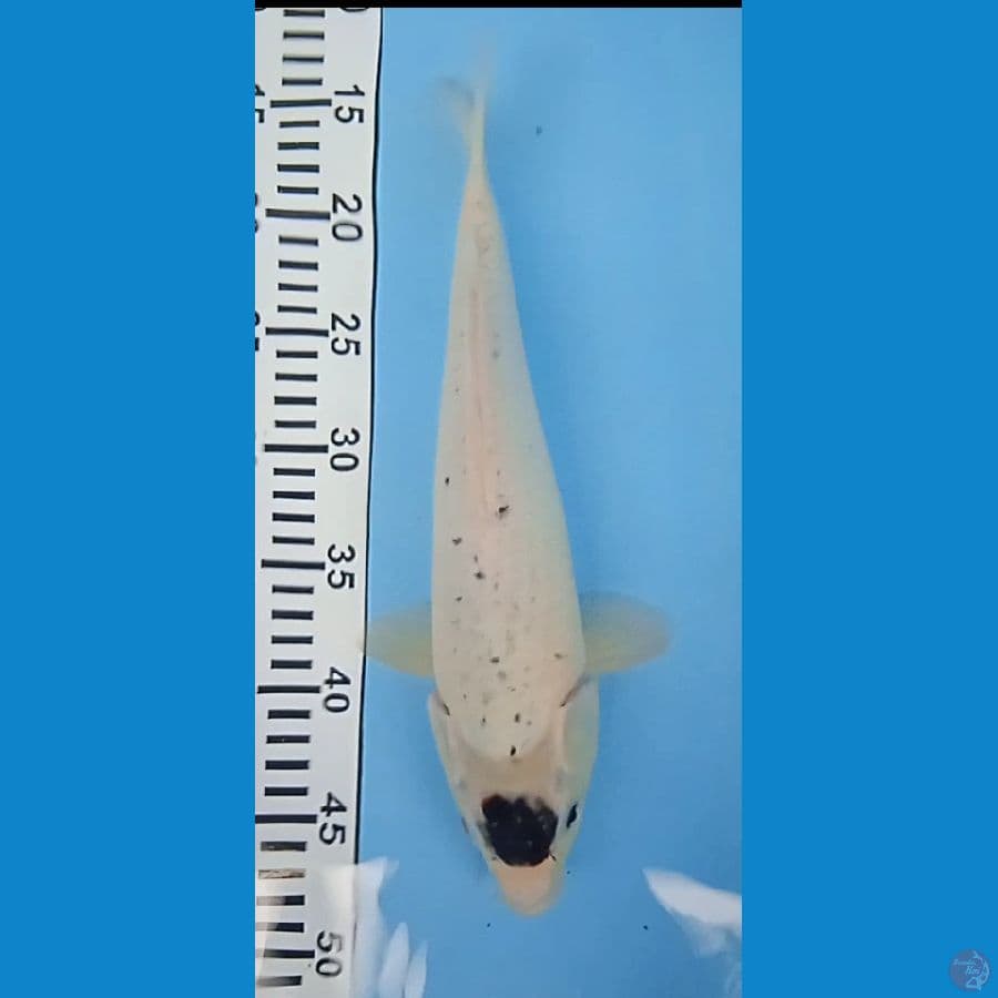 tancho goromo size : ,33 cm jantan