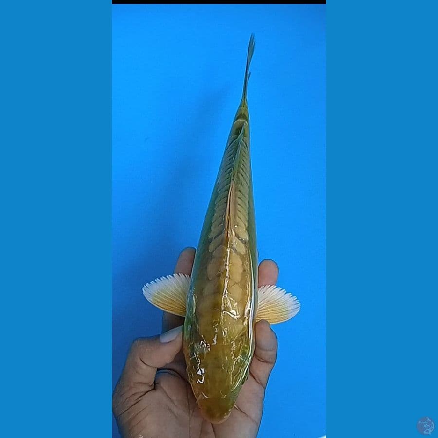 doit aragoke hikari dize 27 cm jantan