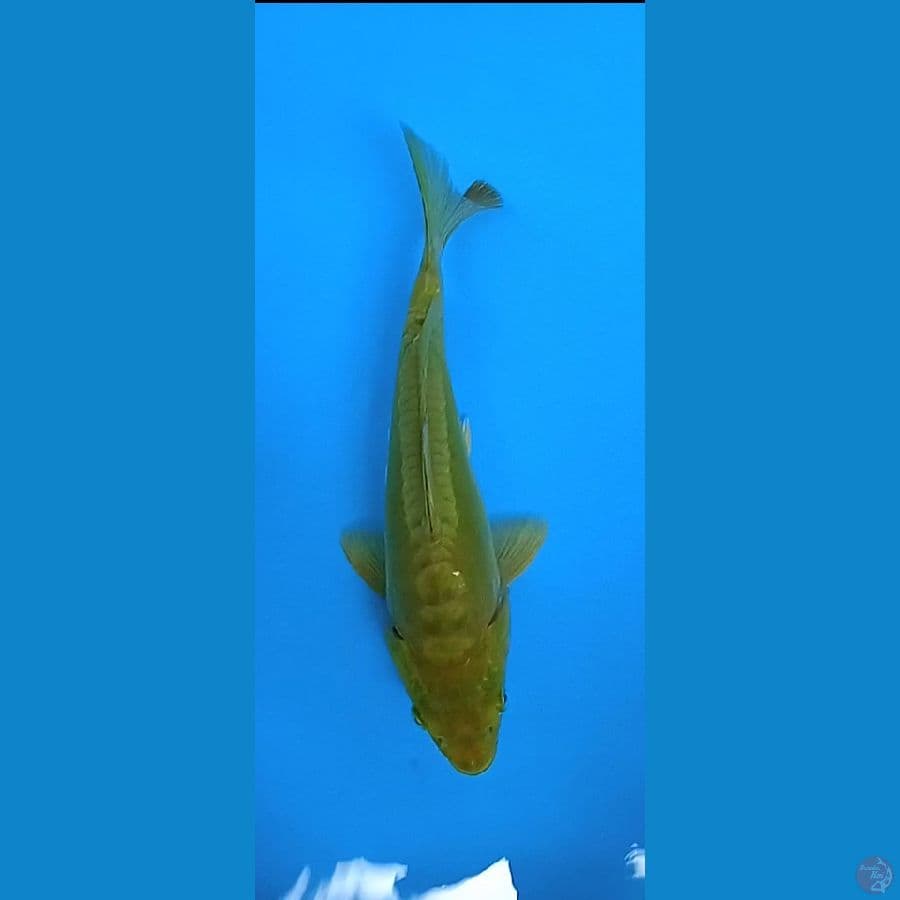 doit aragoke size : 26 cm jsntan