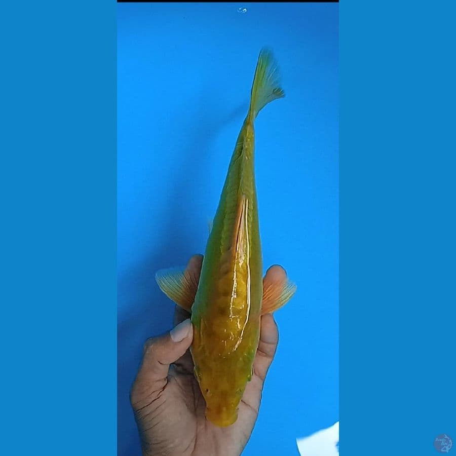 doitshu arahoke size : 26 cm jnatan