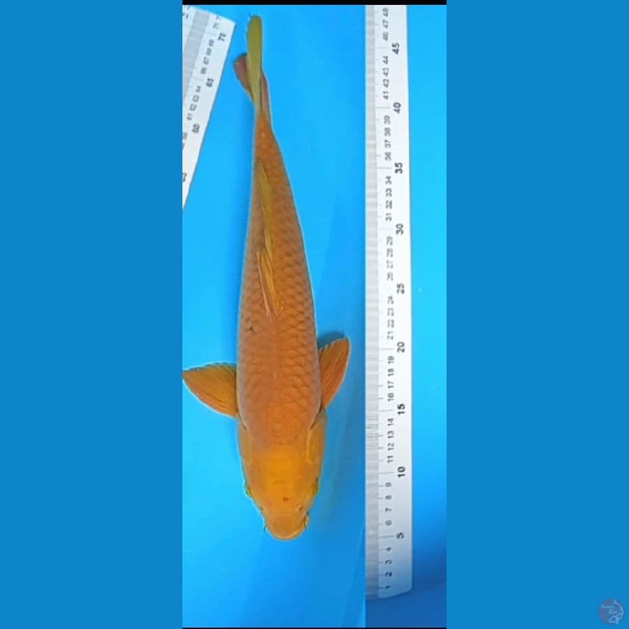 caghoi tembaga size : 46 cm jantan