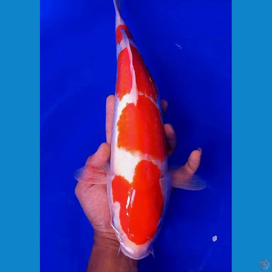 strong kohaku F 38 cm