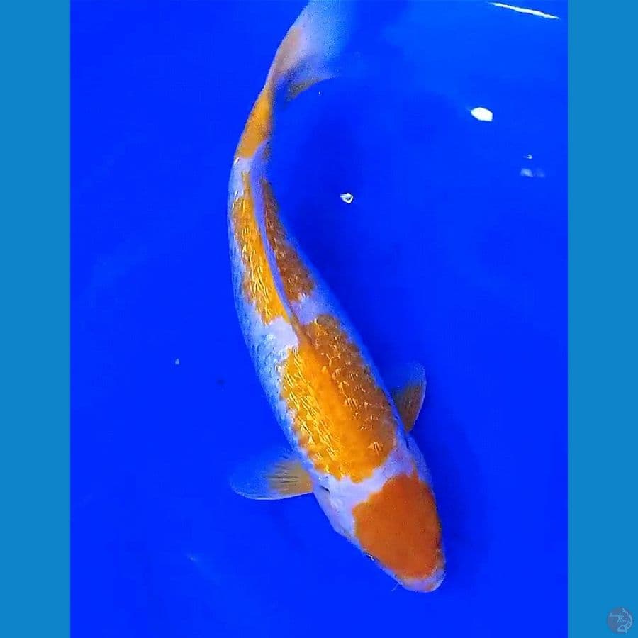 antikan ginrin f 37 cm