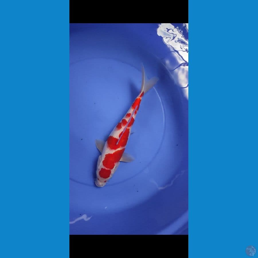 kohaku HQ 35 cm