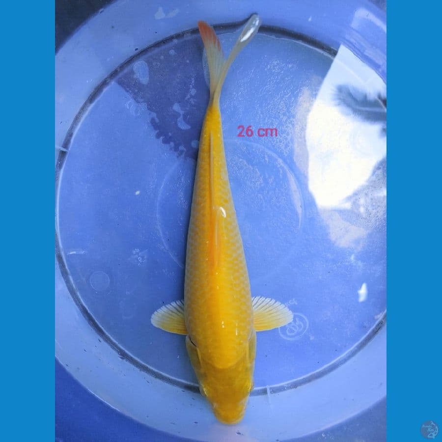 KARASI CORN 26 CM