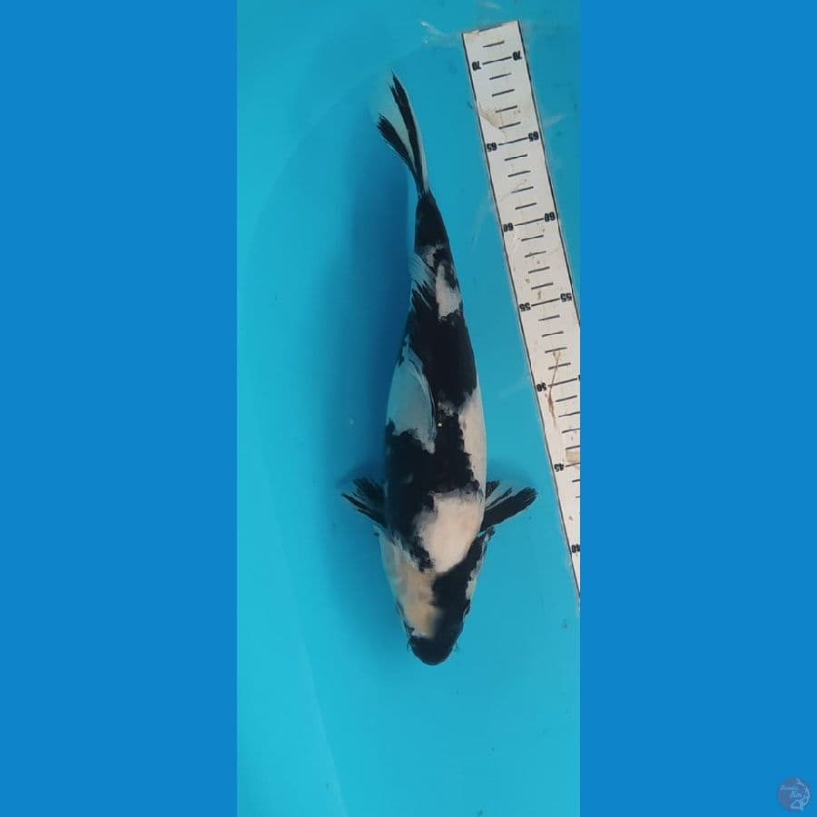sq shiro 33cm