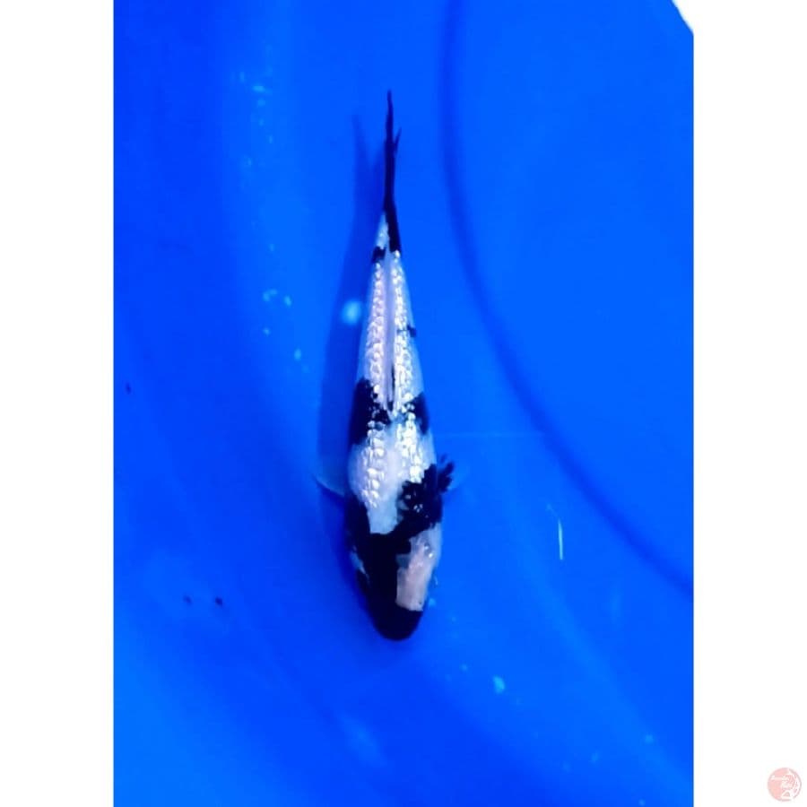 Shiro Ginrin 20bu