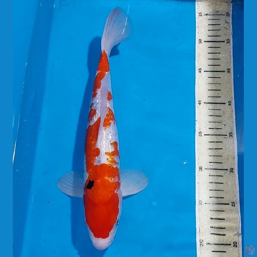 SANKE GINDRIN 34 CM