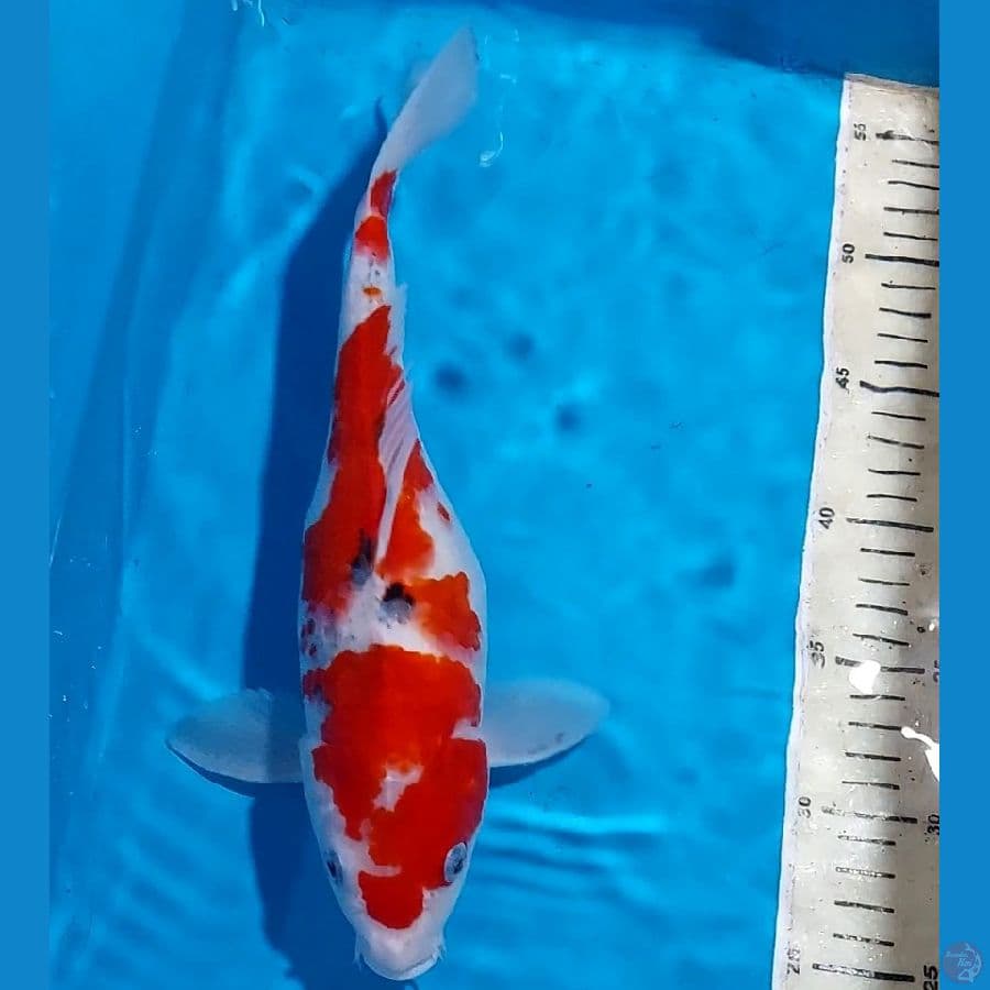 SHORT BODY SANKE 30 CM