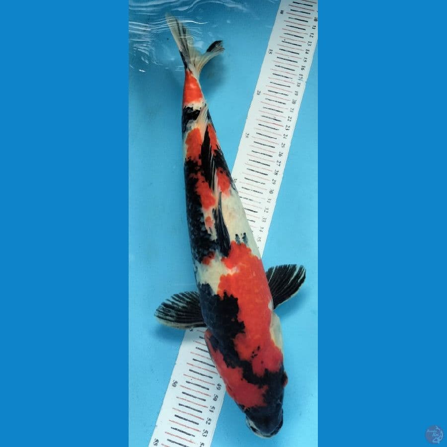Showa 38cm