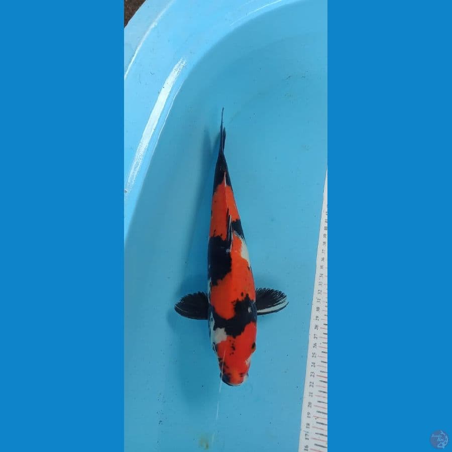 Showa 33cm