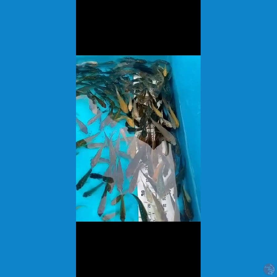 Bibit Polosan Mix Ginrin 6-8-10cm 300 ekor