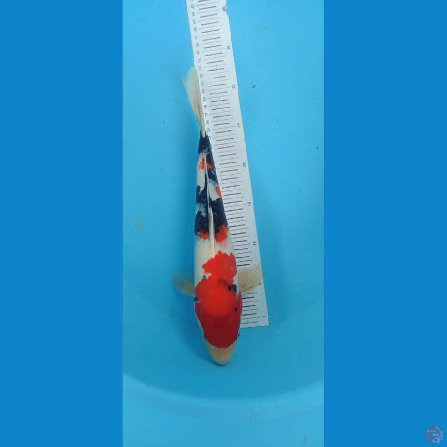 Showa 34cm
