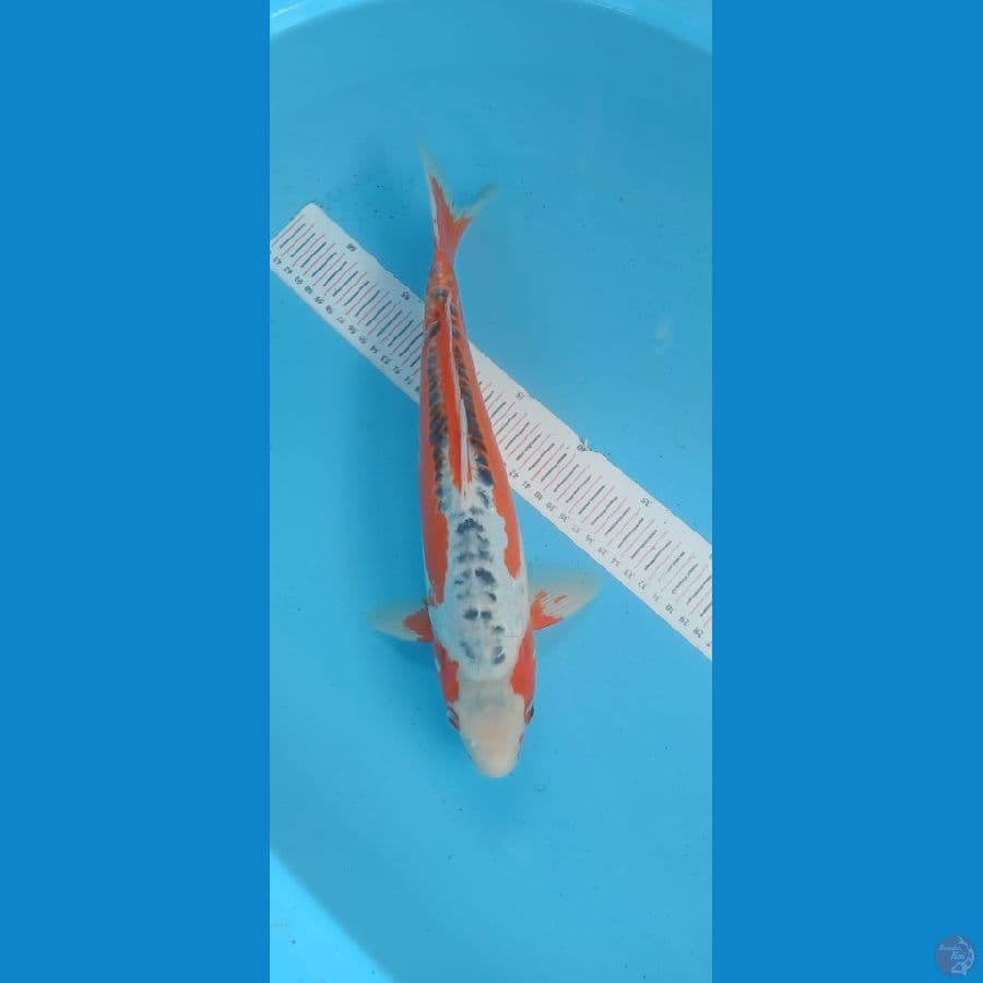 Shusui 37cm