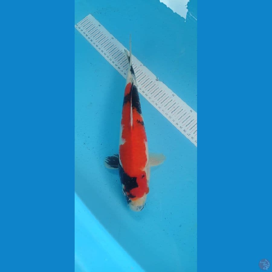 Showa 34cm