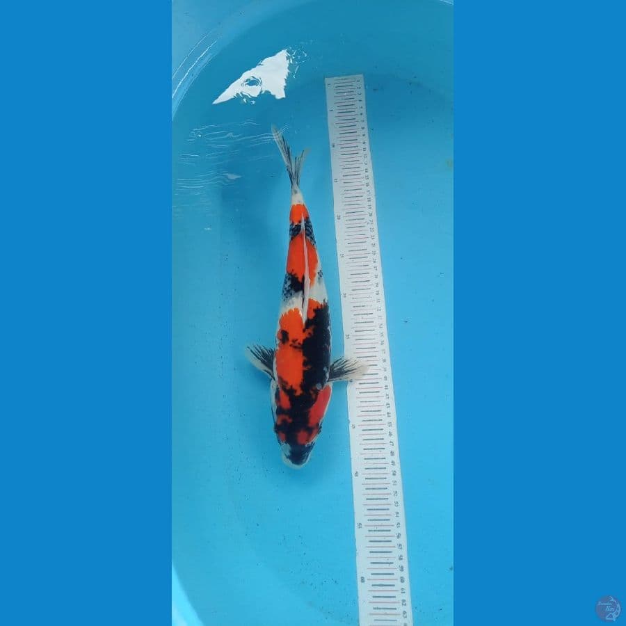 Showa 37cm