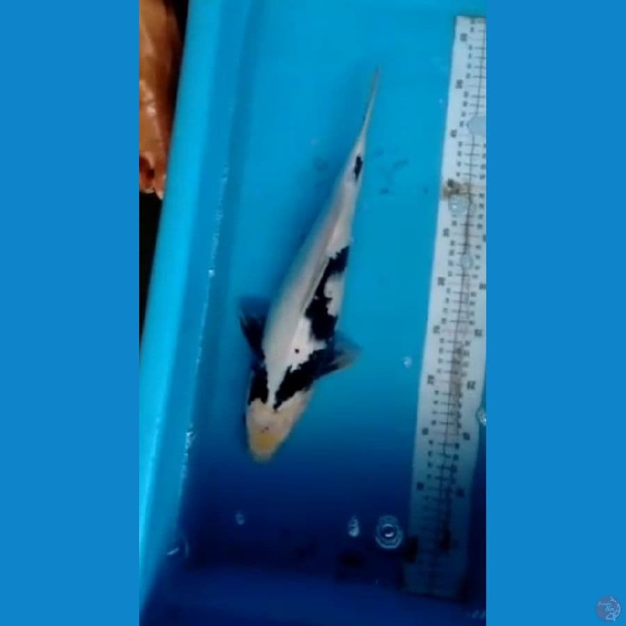 Shiro 40cm skin putih bersih
