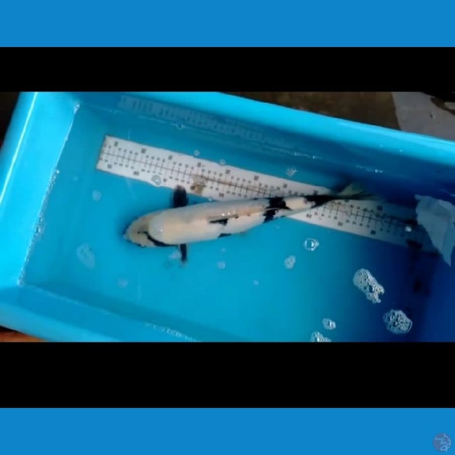 DOITSU Shiro 41cm Skin bersih hitam pekat