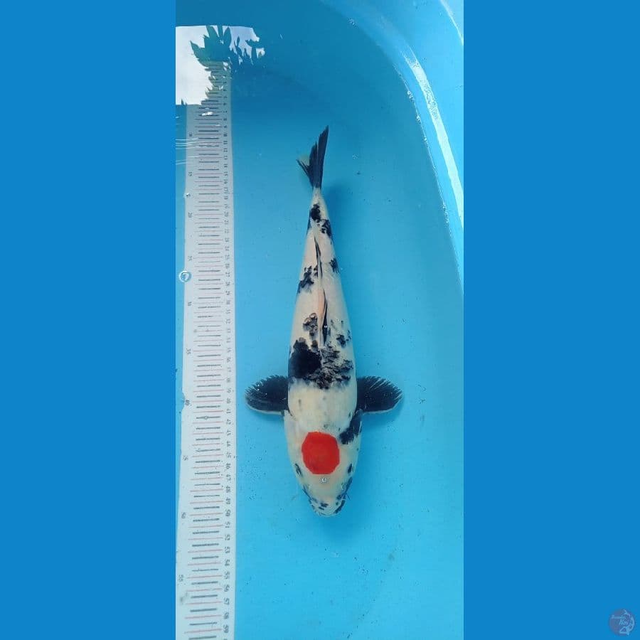 Tancho Showa 38cm