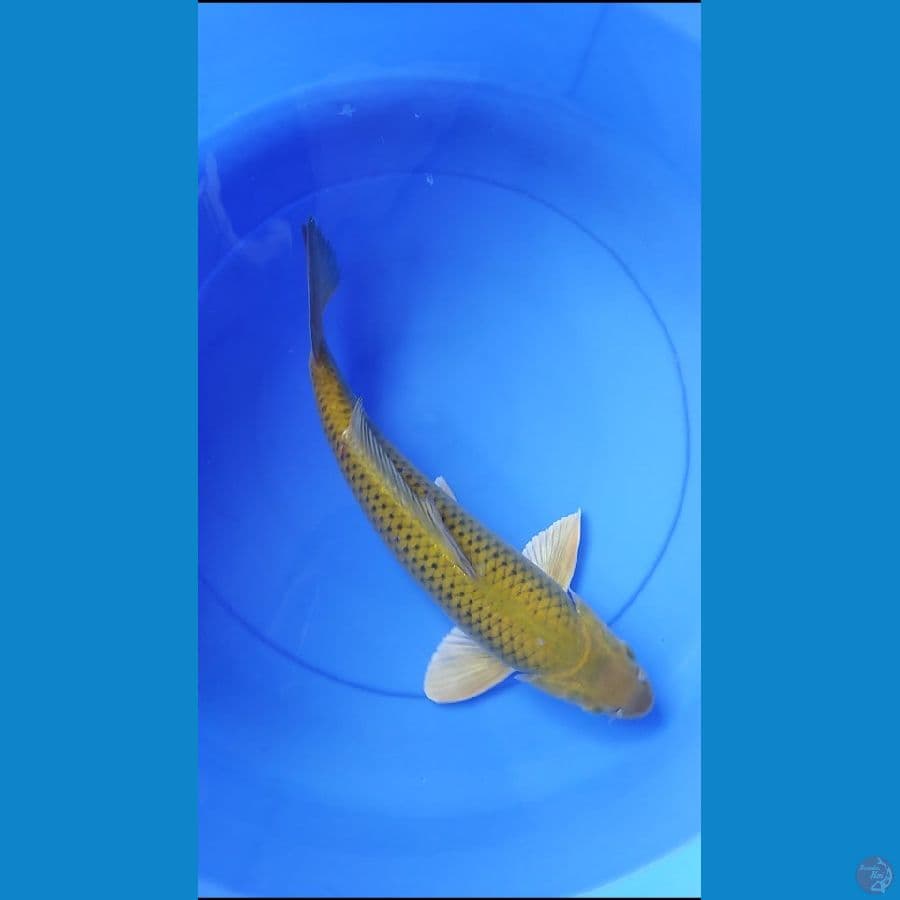 midori jantan 38 cm ring rapi