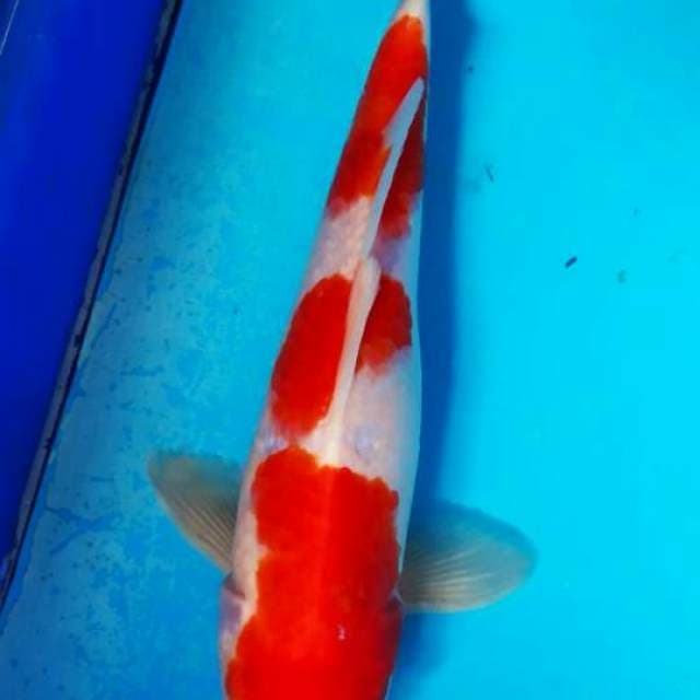 Kohaku