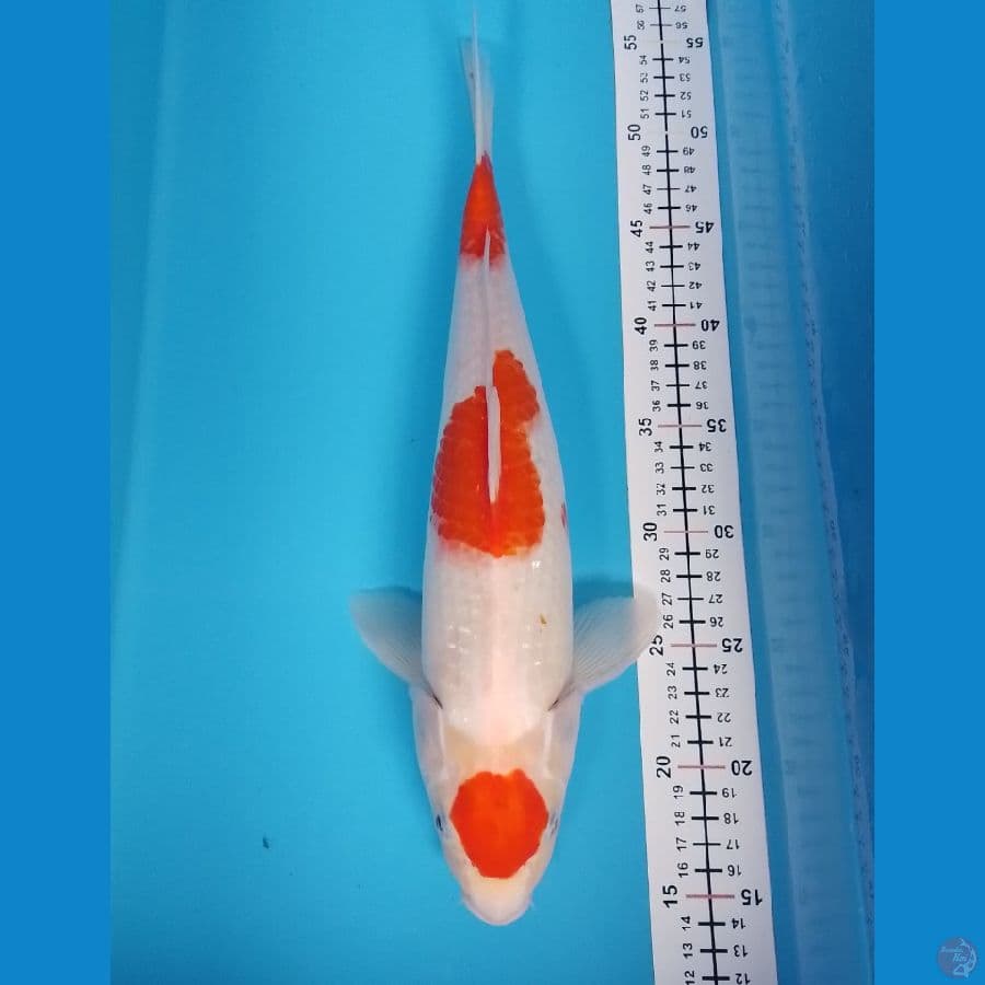maruten kohaku F 39