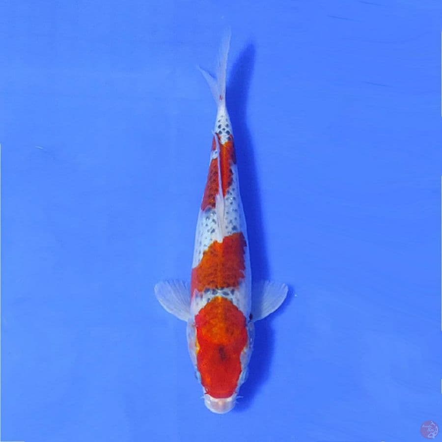 GHOSIKI 3 STEP 27cm/M lolos karantina sejak 03/02/23