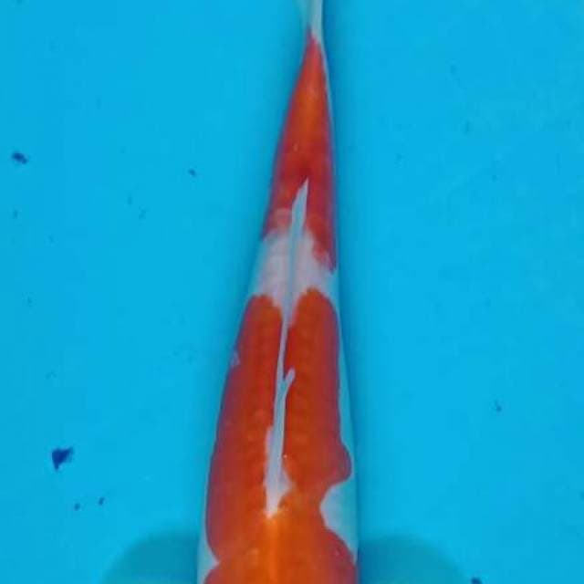 Kohaku 3
