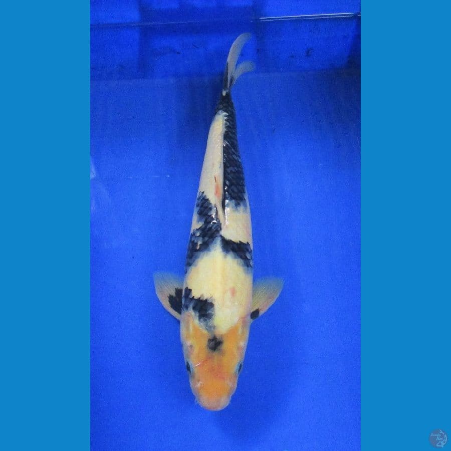 shiro ±36cm