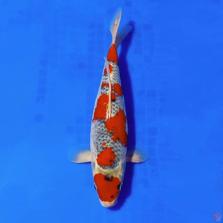 6.MARUTEN ORIGINAL GOSHIKI HQ 30CM FEMALE