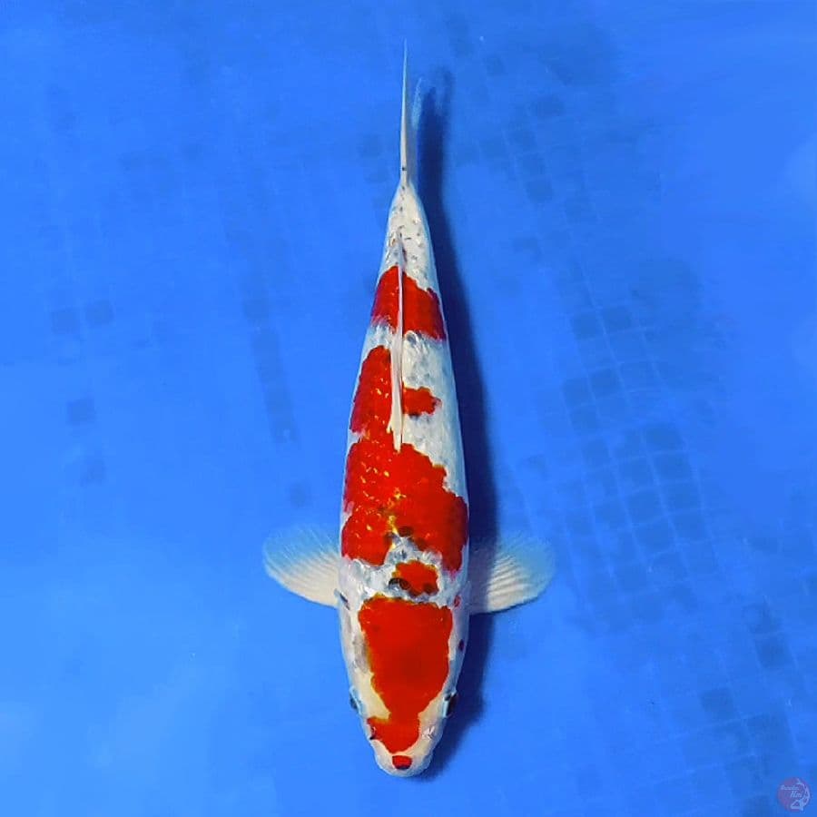 8.GOSHIKI GINRIN RED STRONG 35CM MALE